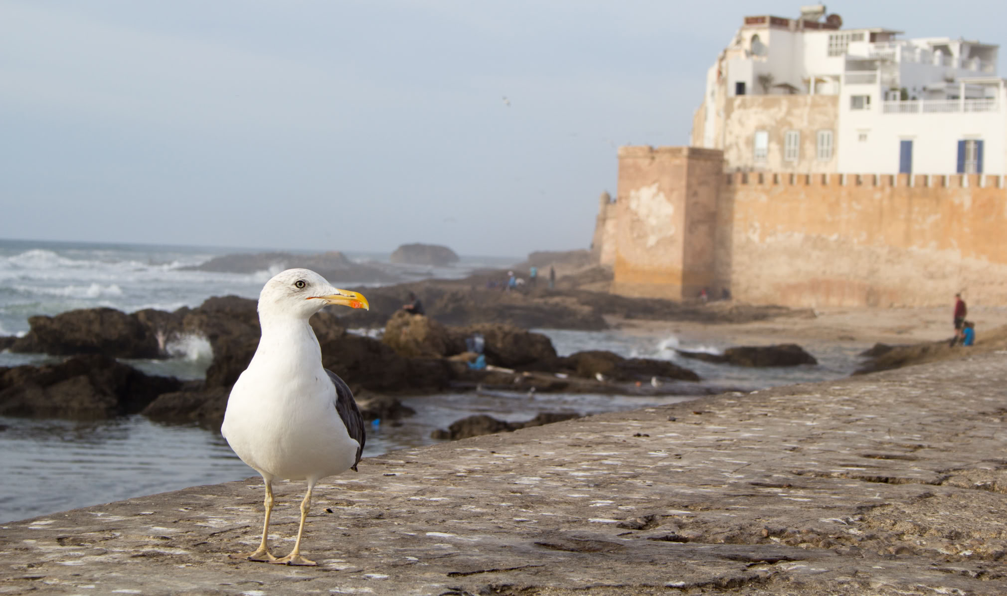 Möwe auf der Kaimauer von Essaouira