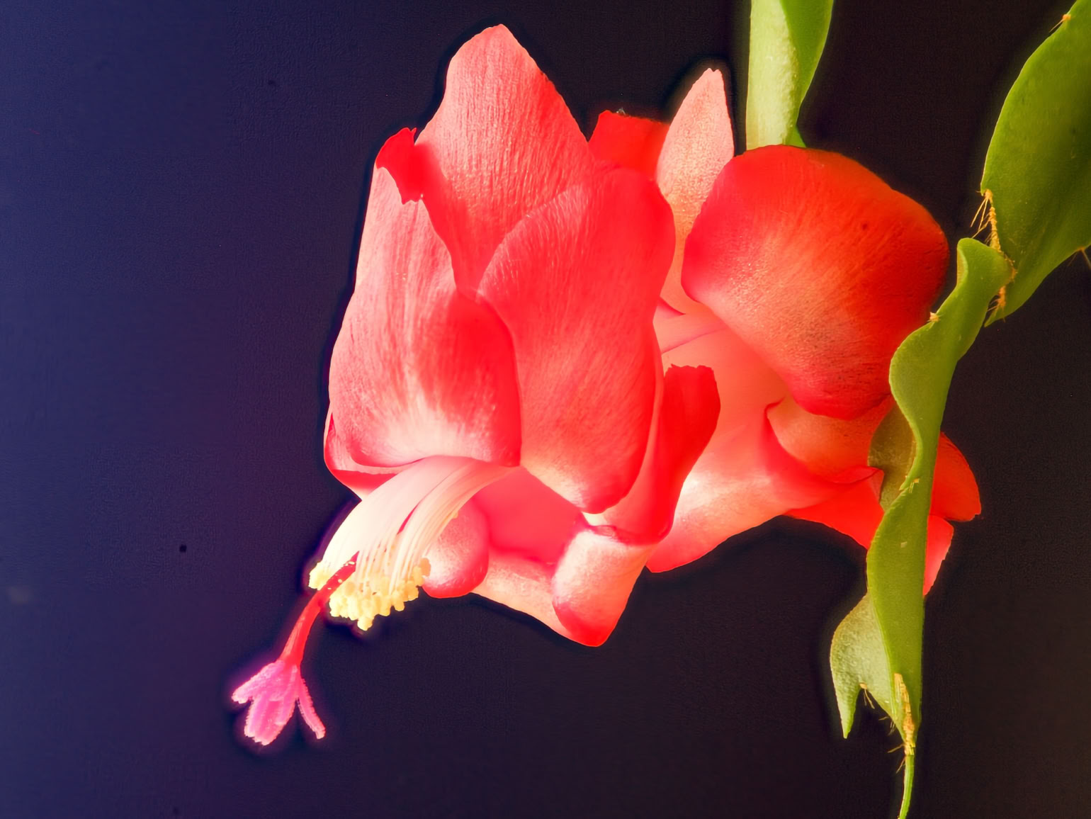 Weihnachtskaktusblüte