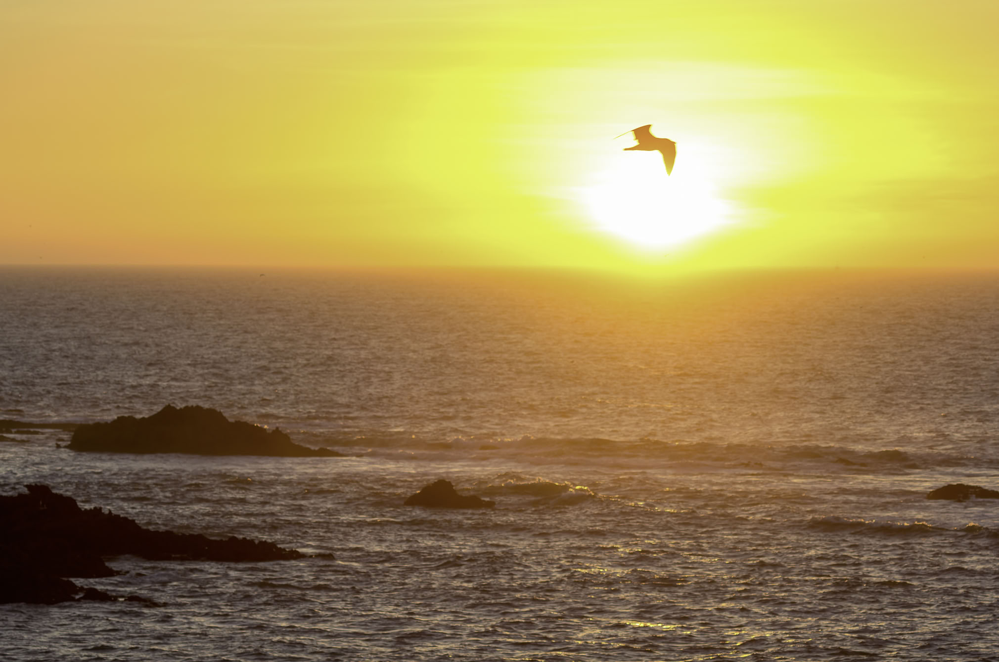 Eine Möwe fliegt in die untergehende Sonne